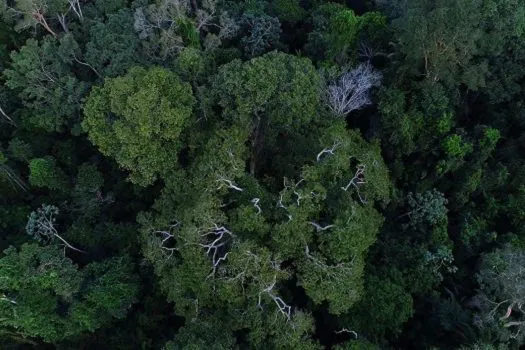 Senado aprova a criação da Campanha Junho Verde