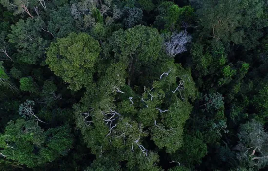 Senado aprova a criação da Campanha Junho Verde