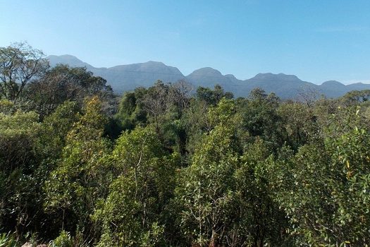 Jardim Botânico do RJ promove a Semana da Mata Atlântica