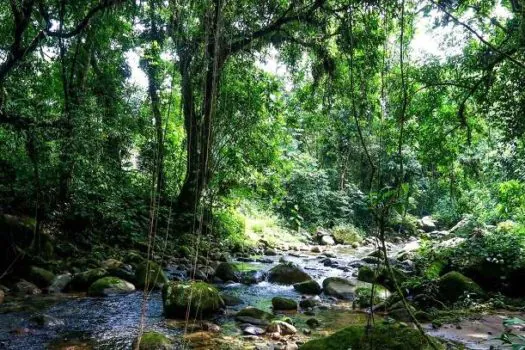 SOS Mata Atlântica mapeia 1,5 mil unidades de conservação municipais