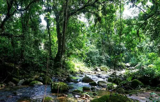 SOS Mata Atlântica mapeia 1