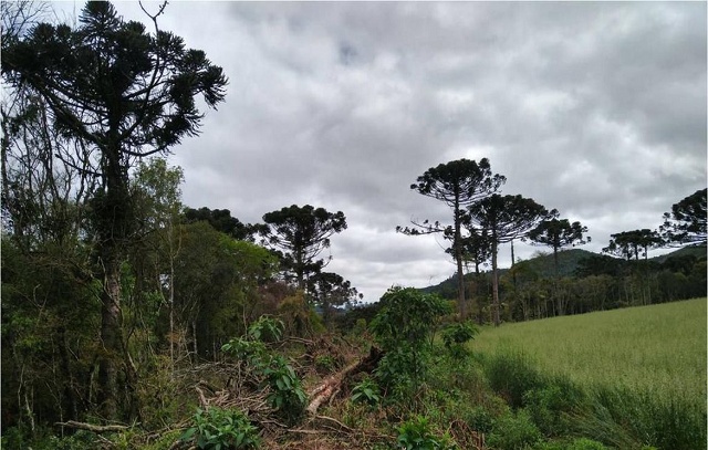 Multas por desmatamento na Amazônia aumentam 219% no 1º trimestre