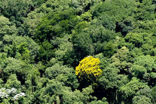 Mata Atlântica tem papel fundamental para enfrentar as mudanças do clima