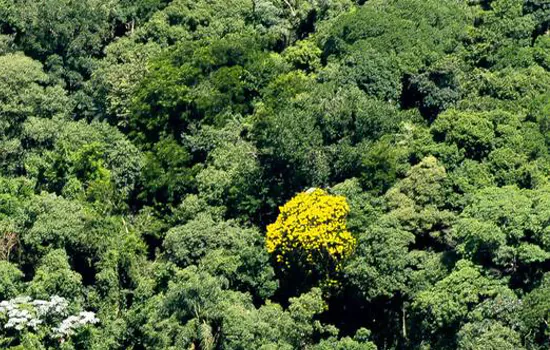 Mata Atlântica tem papel fundamental para enfrentar as mudanças do clima