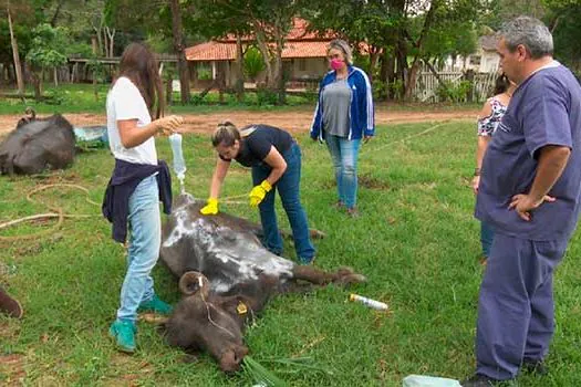 Voluntários se unem para salvar búfalos de Brotas