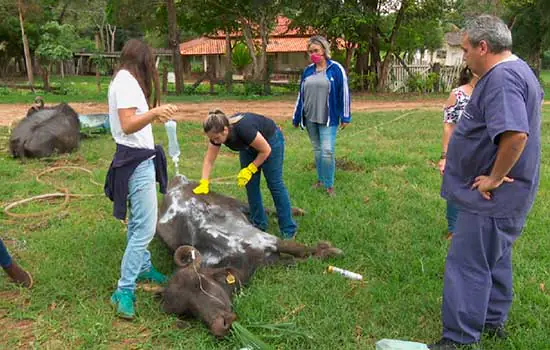 Voluntários se unem para salvar búfalos de Brotas