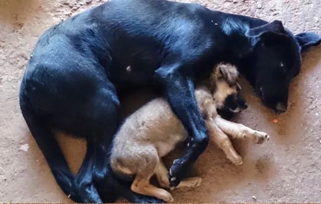 Governo de SP sanciona lei para que veterinários denunciem casos de maus-tratos