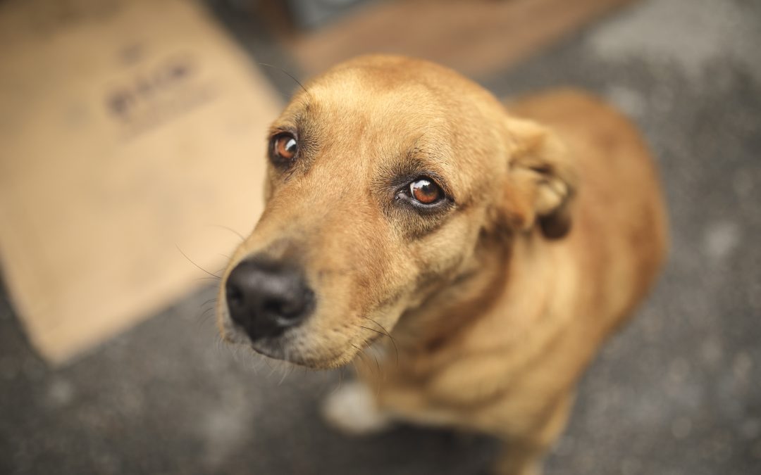 Relator dá aval para aumentar pena por maus-tratos contra cães e gatos