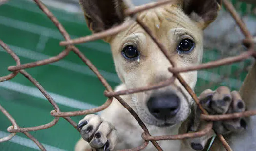 Dono que cometer maus-tratos pode ficar impedido de ter a guarda de outro animal