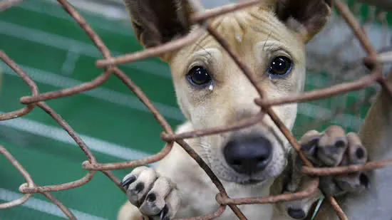 Dono que cometer maus-tratos pode ficar impedido de ter a guarda de outro animal