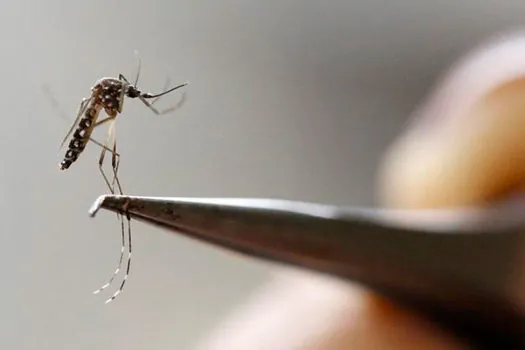 Mayaro, parente do vírus chikungunya, já circula no Sudeste, aponta UFRJ