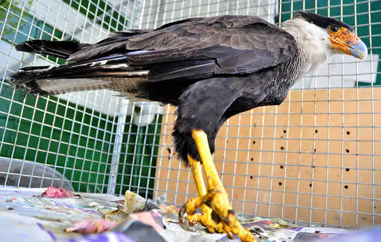 Mais de 200 animais silvestres são resgatados em 2020 em Santo André