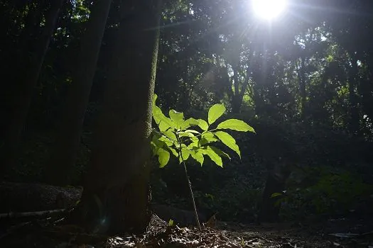 Semana do Meio Ambiente começa amanhã (30) na capital paulista