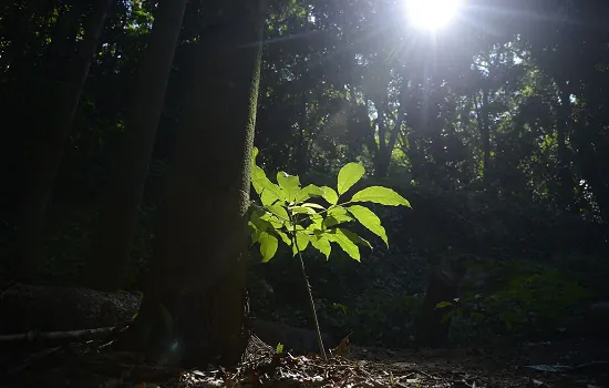 Semana do Meio Ambiente começa amanhã (30) na capital paulista