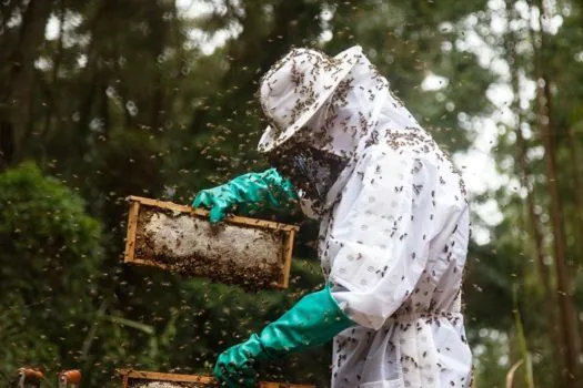 Pequenos produtores de mel do TO terão unidade de beneficiamento