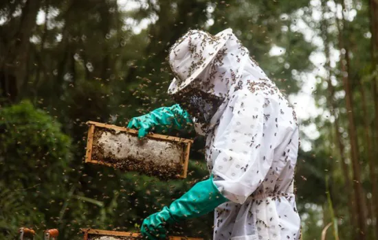 Pequenos produtores de mel do TO terão unidade de beneficiamento