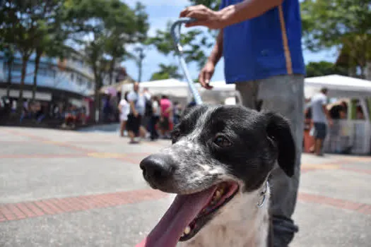 Ribeirão Pires nomeia membros do Conselho Municipal de Defesa e Proteção Animal