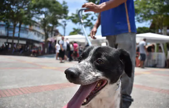 Ribeirão Pires nomeia membros do Conselho Municipal de Defesa e Proteção Animal