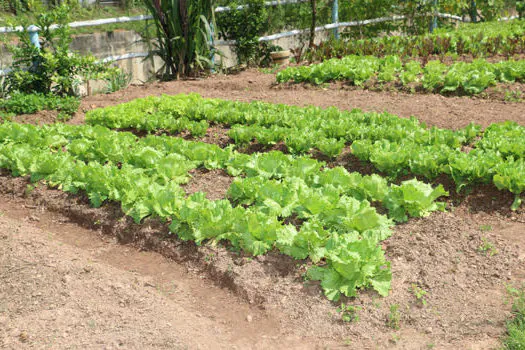 Metra reforma horta comunitária e centro de convivência em São Bernardo