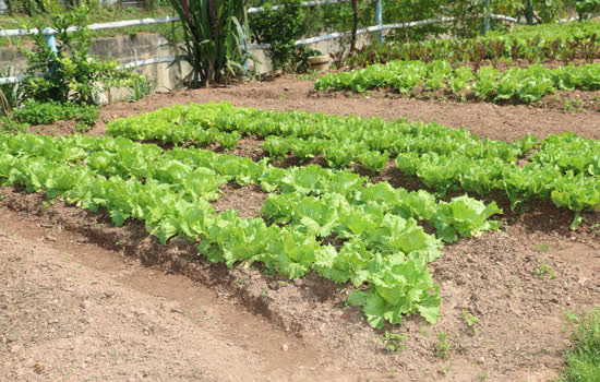 Metra reforma horta comunitária e centro de convivência em São Bernardo