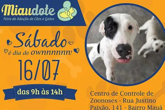 Miaudote de São Caetano disponibiliza 80 animais para adoção