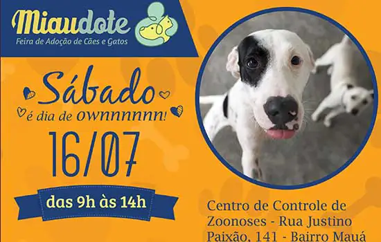 Miaudote de São Caetano disponibiliza 80 animais para adoção