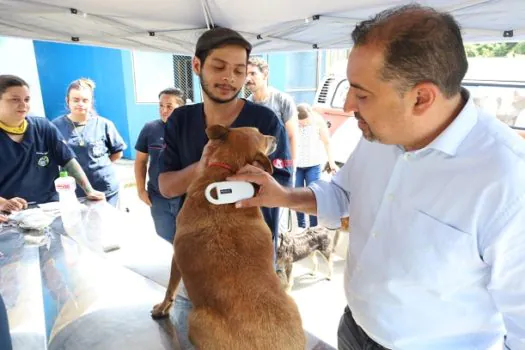 Prefeitura de Mauá promove microchipagem de cães e gatos disponíveis para adoção