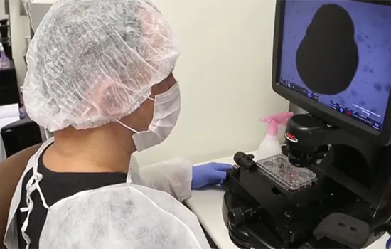 Cientistas da UFRJ criam minicérebros em laboratório