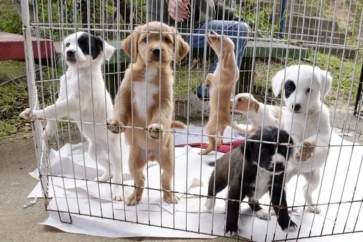 Parque Regional da Criança recebe ações da causa animal