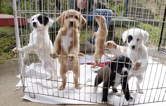 Parque Regional da Criança recebe ações da causa animal