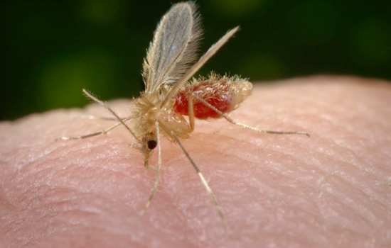 Mosquito palha é o transmissor da Leishmaniose