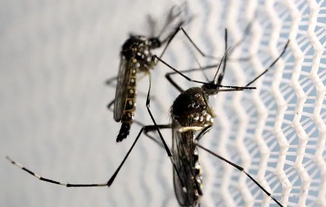 Casos de dengue aumentam em município paulista