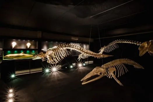 Museu Oceanográfico Univali completa 36 anos