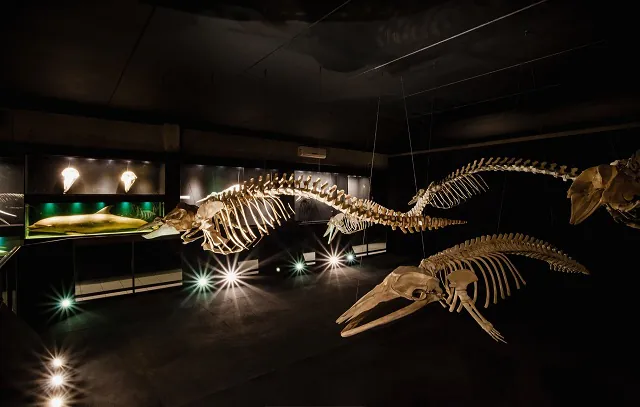 Museu Oceanográfico Univali completa 36 anos