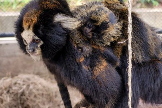 149 filhotes de espécies ameaçadas nascem em centro de proteção da fauna de SP