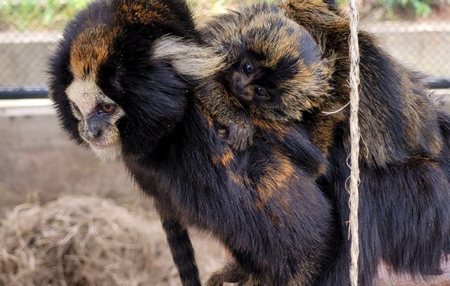 149 filhotes de espécies ameaçadas nascem em centro de proteção da fauna de SP