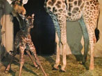 Zoológico comemora nascimento de mais uma girafinha