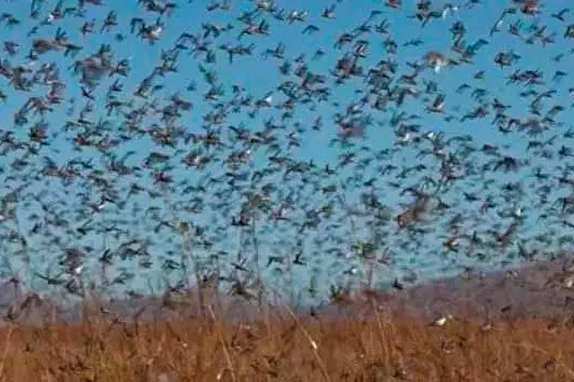 Nuvem de gafanhotos permanece na Argentina e se desloca em baixa velocidade