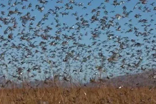 Nuvem de gafanhotos está próxima do Rio Grande do Sul