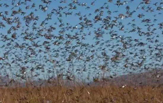 Nuvem de gafanhotos está próxima do Rio Grande do Sul