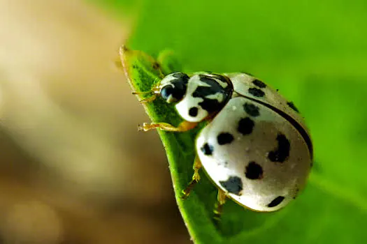 Diadema recebe oficinas gratuitas de fotografia da natureza