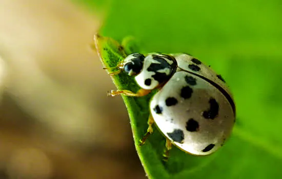 Diadema recebe oficinas gratuitas de fotografia da natureza