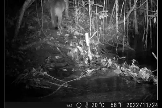 Onça-parda é registrada pela primeira vez na Ilha Grande, no Rio