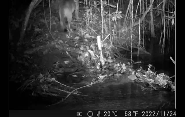 Onça-parda é registrada pela primeira vez na Ilha Grande