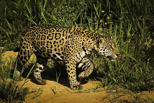 Preservação da onça-pintada exige proteção ao seu habitat e combate à caça ilegal