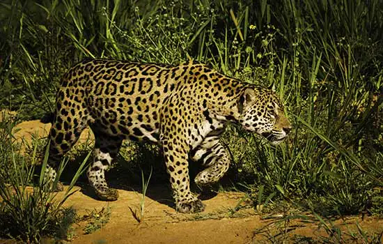 Preservação da onça-pintada exige proteção ao seu habitat e combate à caça ilegal