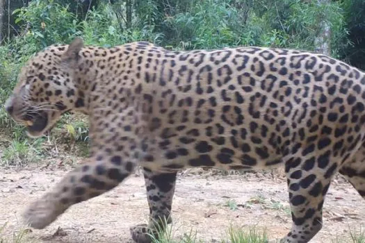 Onças-pintadas com filhotes são encontradas na Serra do Mar paranaense