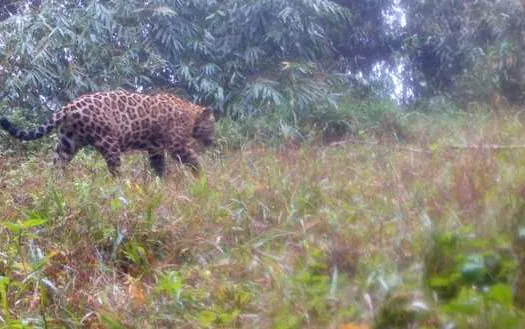 Pesquisadores descobrem população de onças-pintadas na Serra do Mar no Paraná