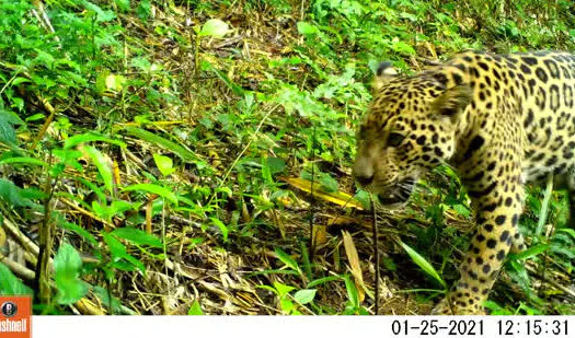 Cena rara de onça-pintada e filhote é registrada na Mata Atlântica