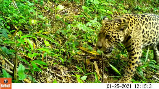 Cena rara de onça-pintada e filhote é registrada na Mata Atlântica